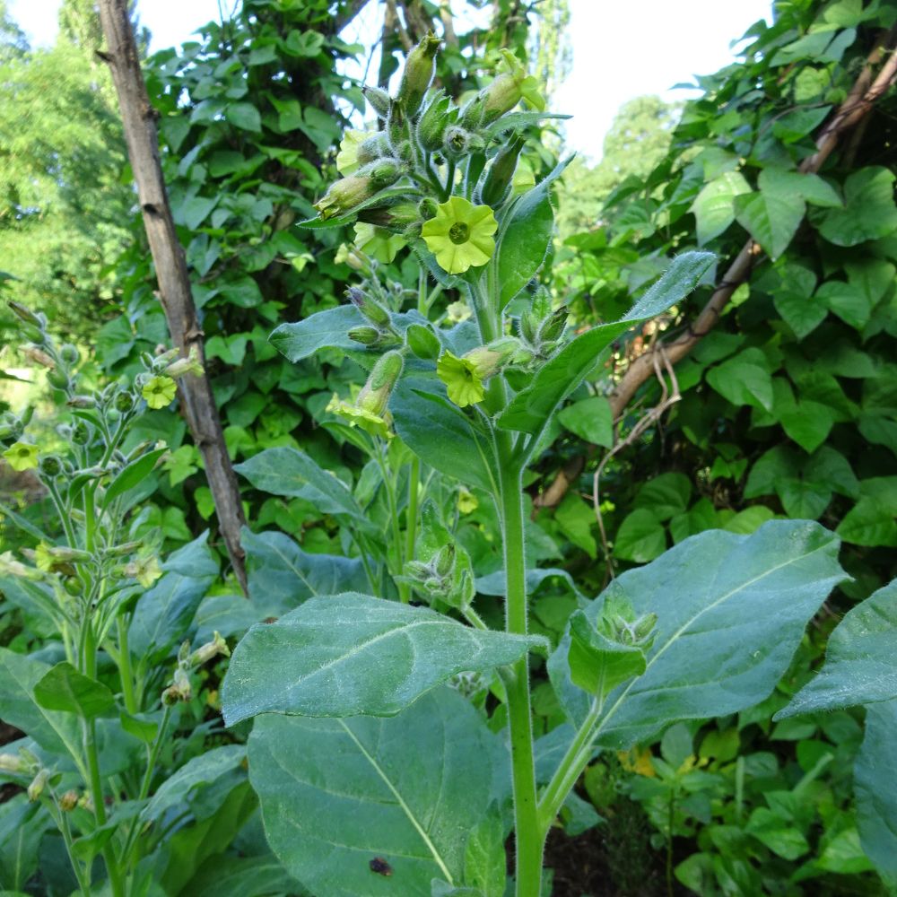 BIO Saatgut Bauerntabak – Biogartenladen