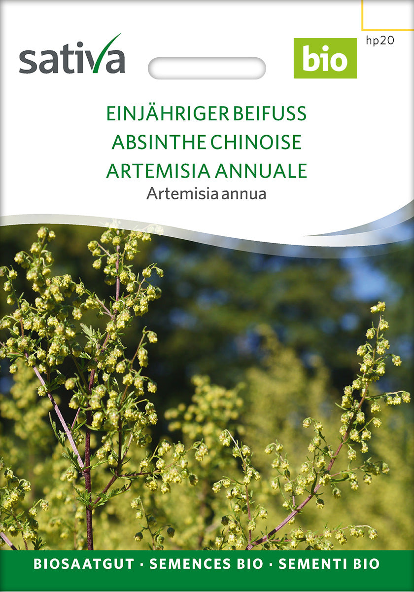 artemisia annua saatgut bio BIO Saatgut Artemisia annua – Biogartenladen