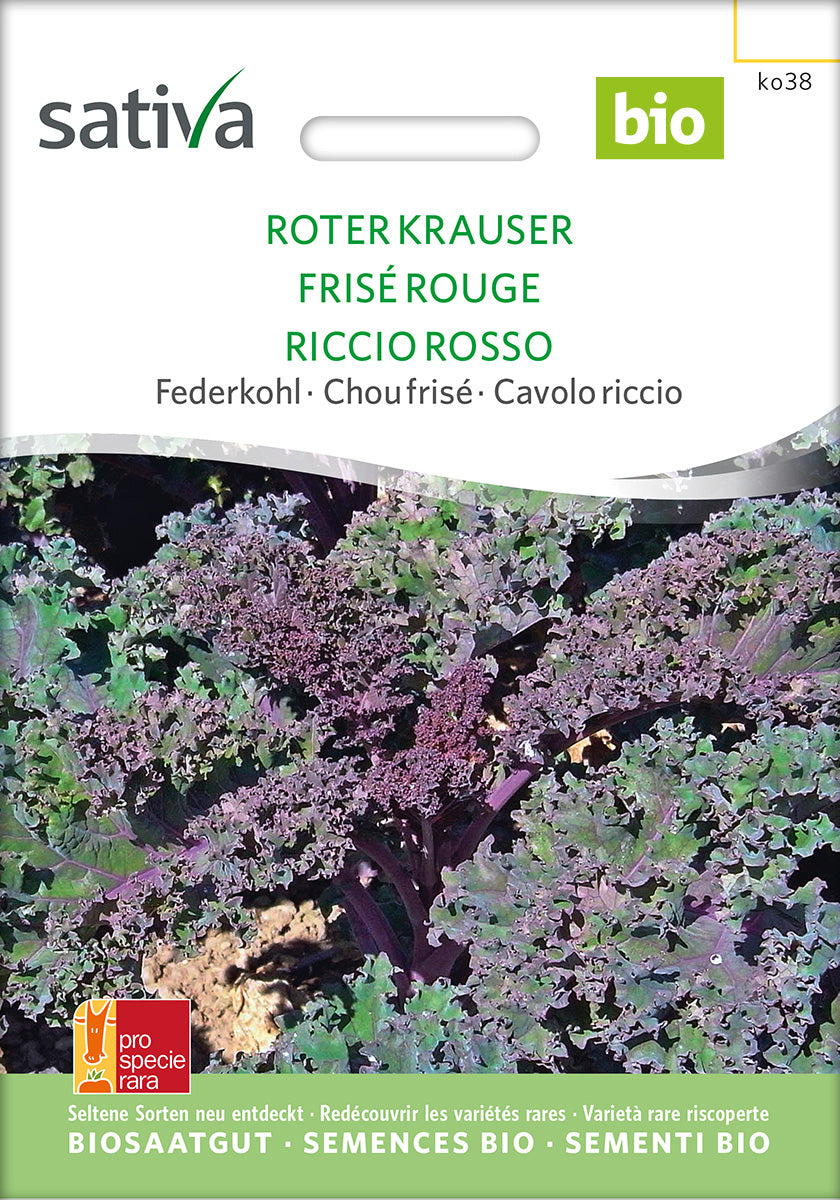 BIO Saatgut Grünkohl Roter Krauser – Biogartenladen
