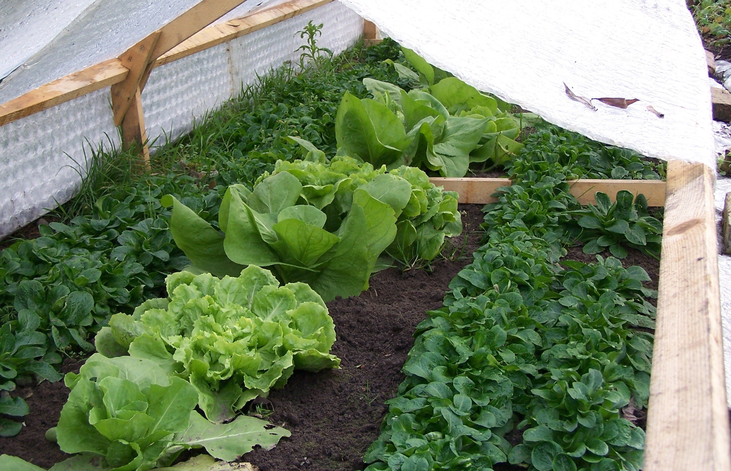 Frühe Ernte aus dem Frühbeet - Blog Beitrag