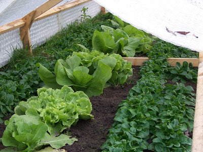 Frühe Ernte aus dem Frühbeet