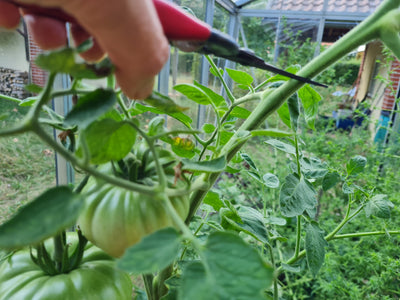 Pflanzentriebe kappen