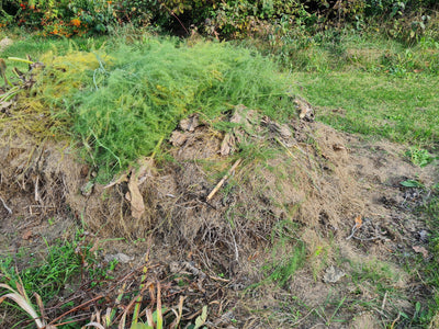 Kompost für die neue Saison