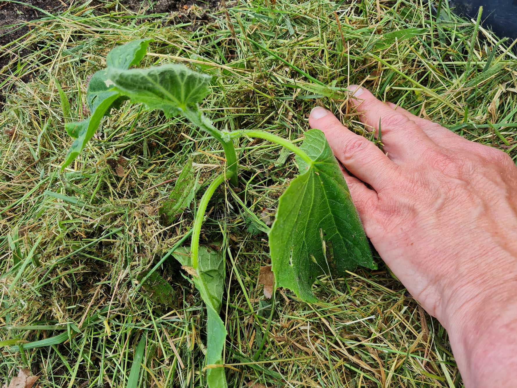 Mulchen im Gemüsebeet mit Grasschnitt rund um eine junge Kürbispflanze im Juni