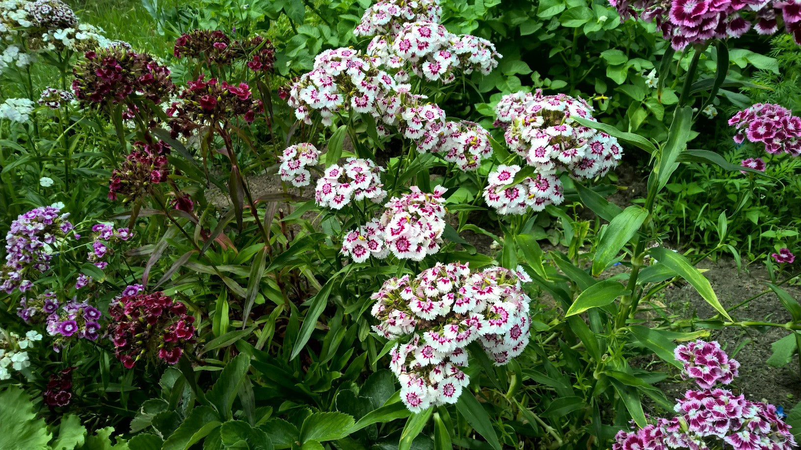 Bartnelke (Dianthus barbatus) im Bauerngarten – mehrjährige Blütenpracht