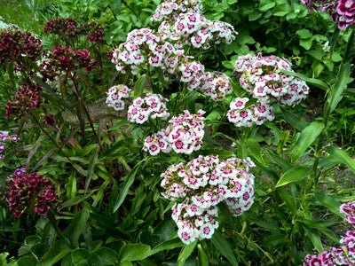 Bauerngartenblume Bartnelke