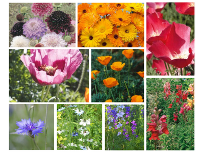 Einjährige Sommerblumen blühen zeitiger