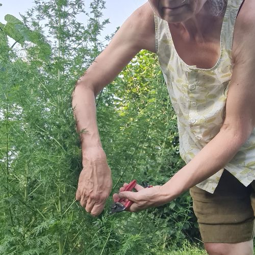 Erntezeit für Artemisia annua – Kräuterpflanze aus dem eigenen Garten - Blog Beitrag