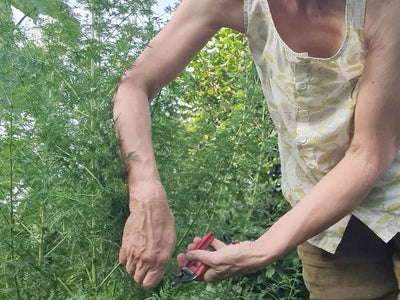 Erntezeit für Artemisia annua dem Heilkraut aus dem eigenen Garten