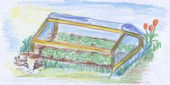 Schon im Frühjahr Salat ernten