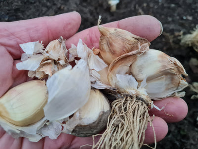 Knoblauch im Herbst pflanzen und aus eigener Ernte vermehren