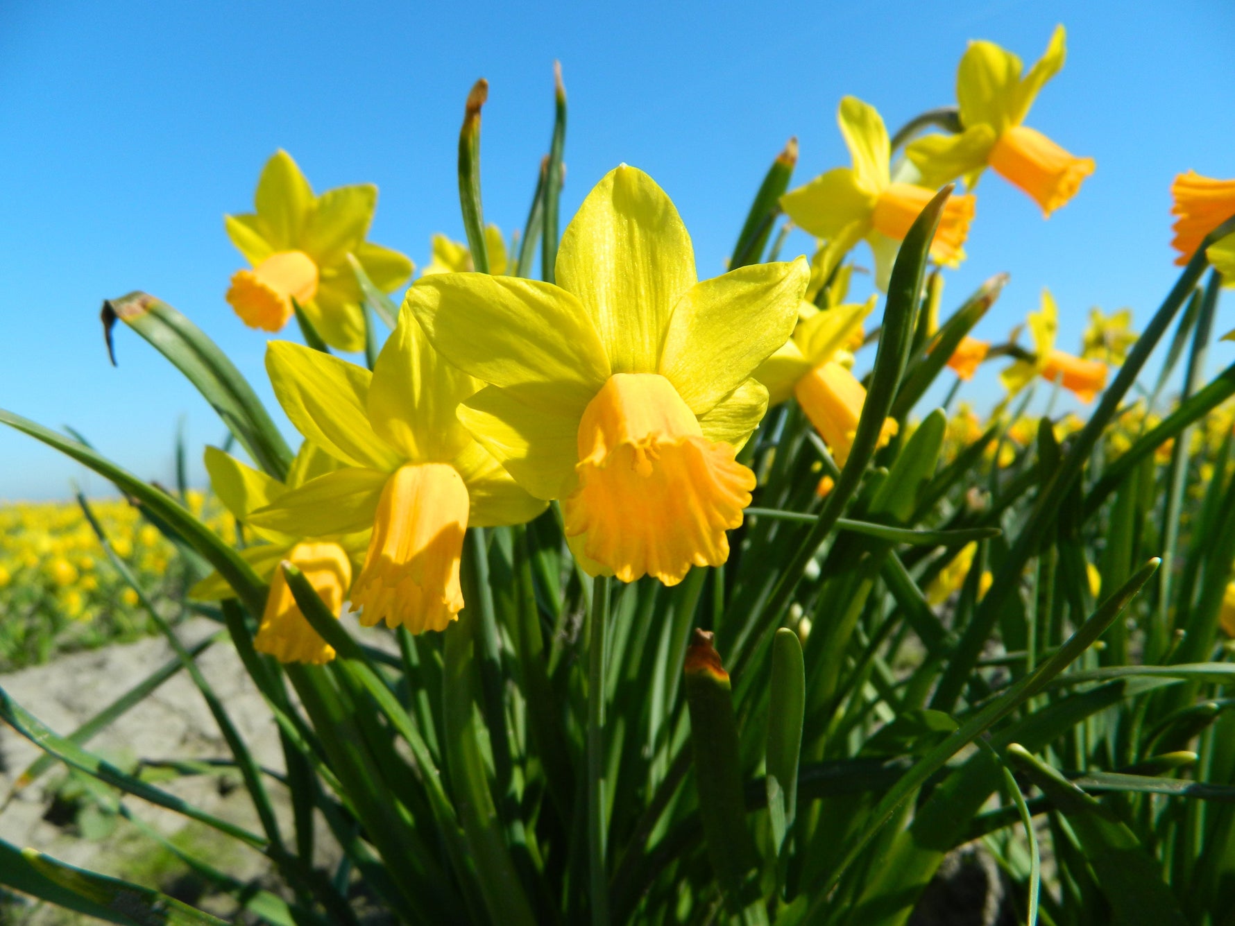 BIO Blumenzwiebeln - jetzt fürs Frühjahr pflanzen! - Blog Beitrag