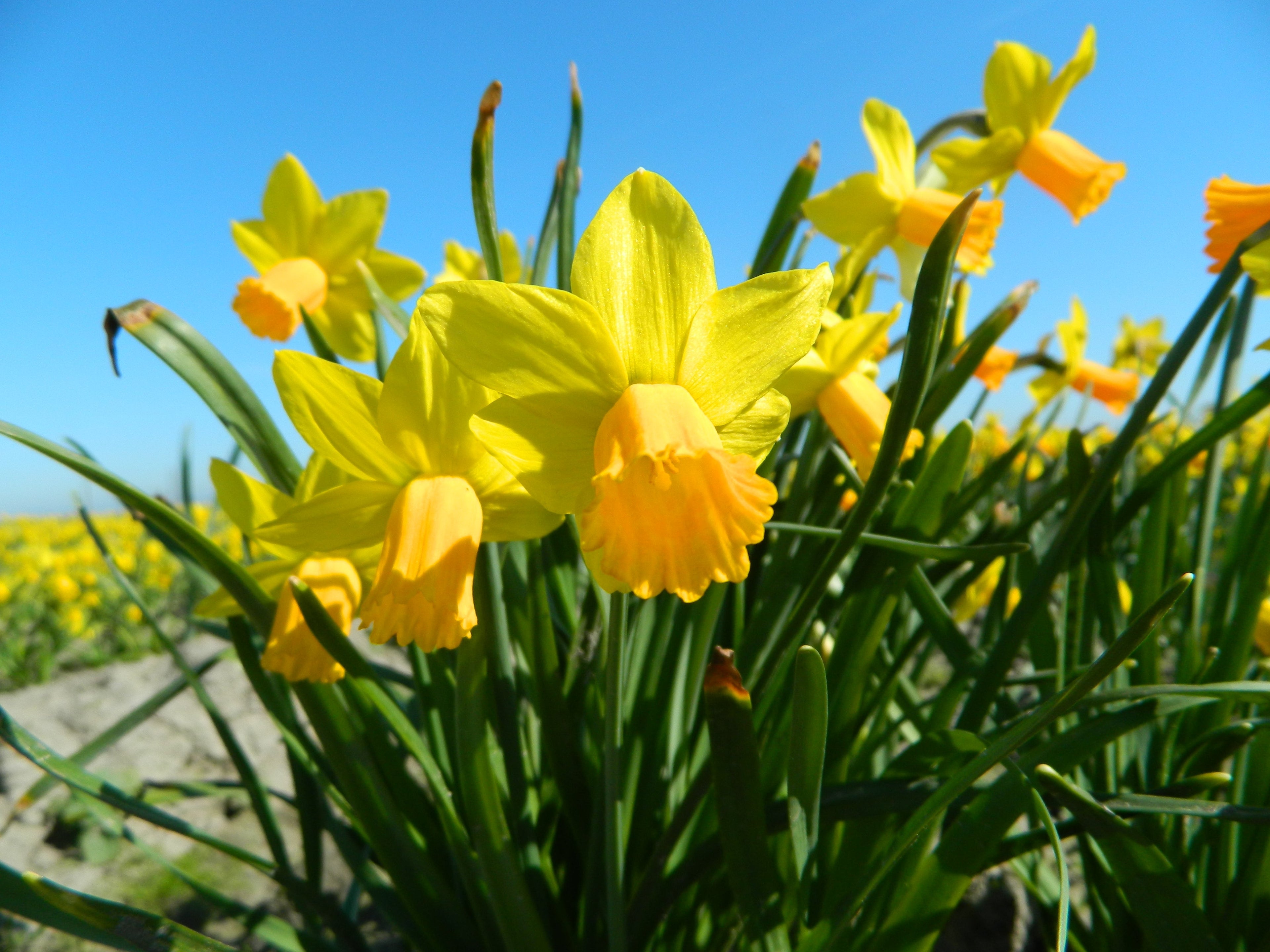 BIO Blumenzwiebeln - jetzt fürs Frühjahr pflanzen! - Blog Beitrag