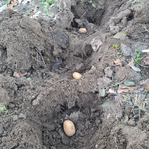 Kartoffeln pflanzen noch vor dem Winter? - Blog Beitrag