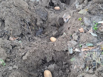 Kartoffeln pflanzen noch vor dem Winter?