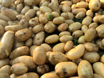 Kartoffeln richtig vorkeimen und erfolgreich anbauen