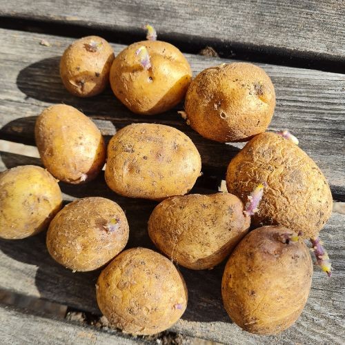 Kartoffeln richtig vorkeimen