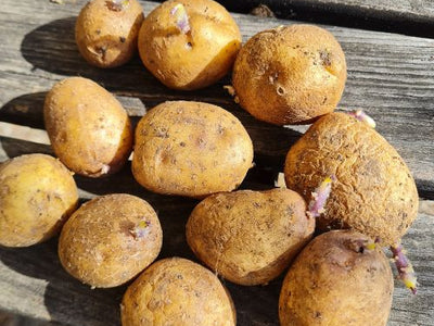 Kartoffeln richtig vorkeimen