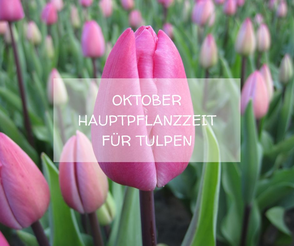 OKTOBER Hauptpflanzzeit für Tulpen - Blog Beitrag