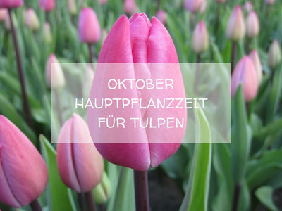 OKTOBER Hauptpflanzzeit für Tulpen