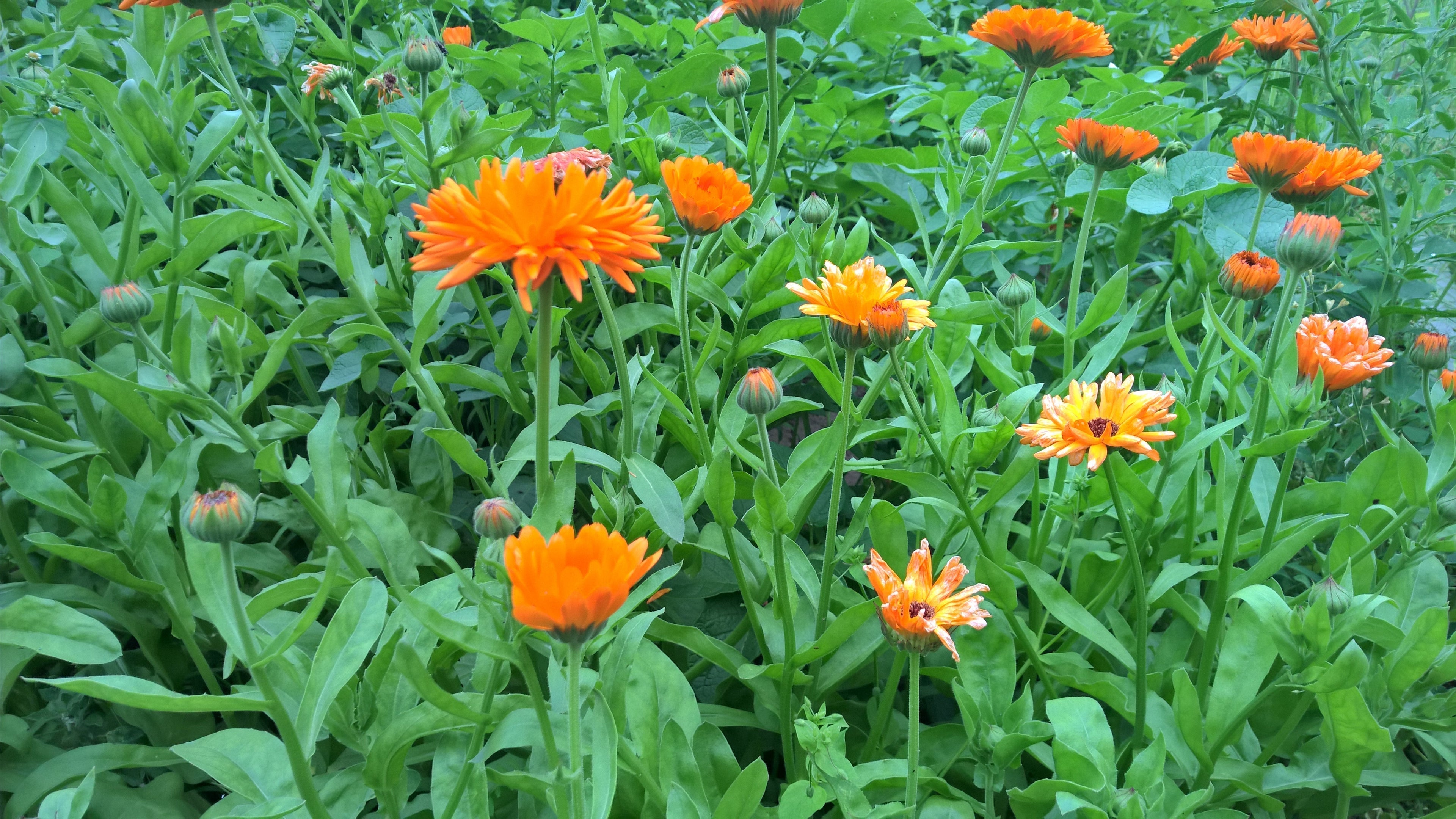 Ringelblumen im Gartenbeet