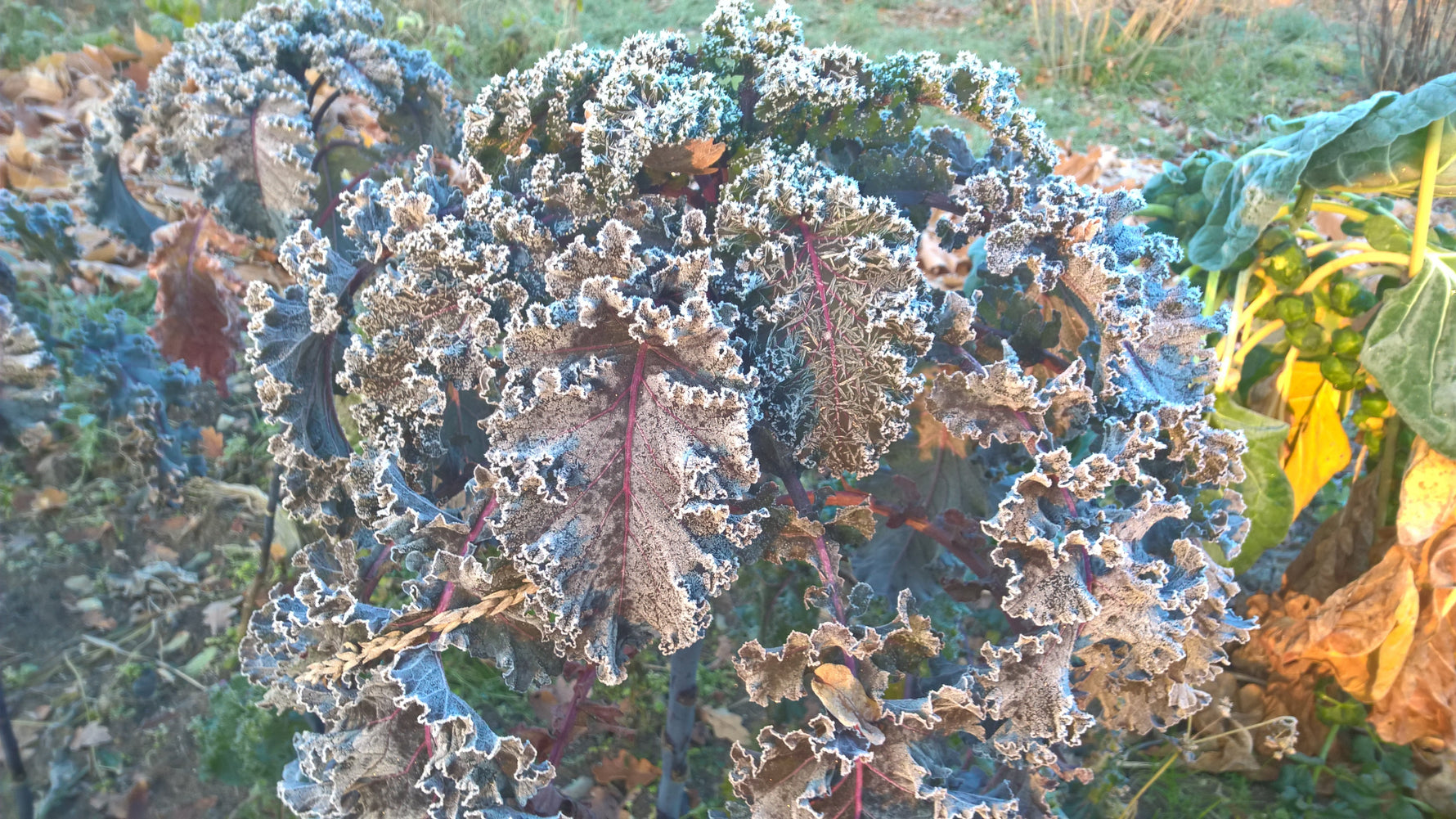 Aussaat- und Pflanztipps für Februar - Blog Beitrag