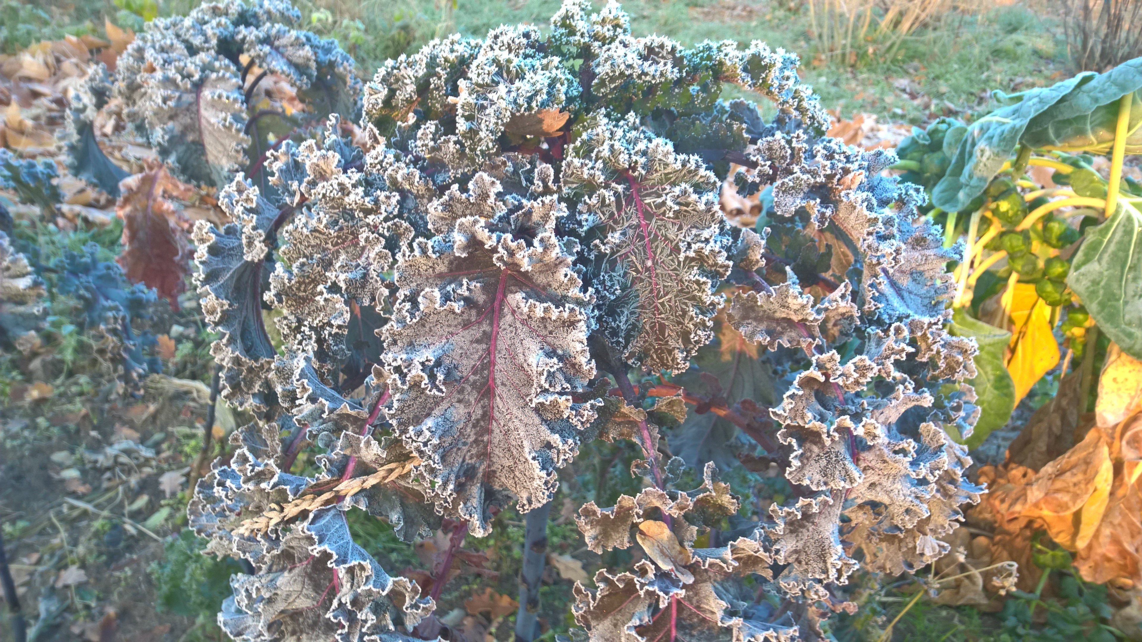 Aussaat- und Pflanztipps für Februar - Blog Beitrag