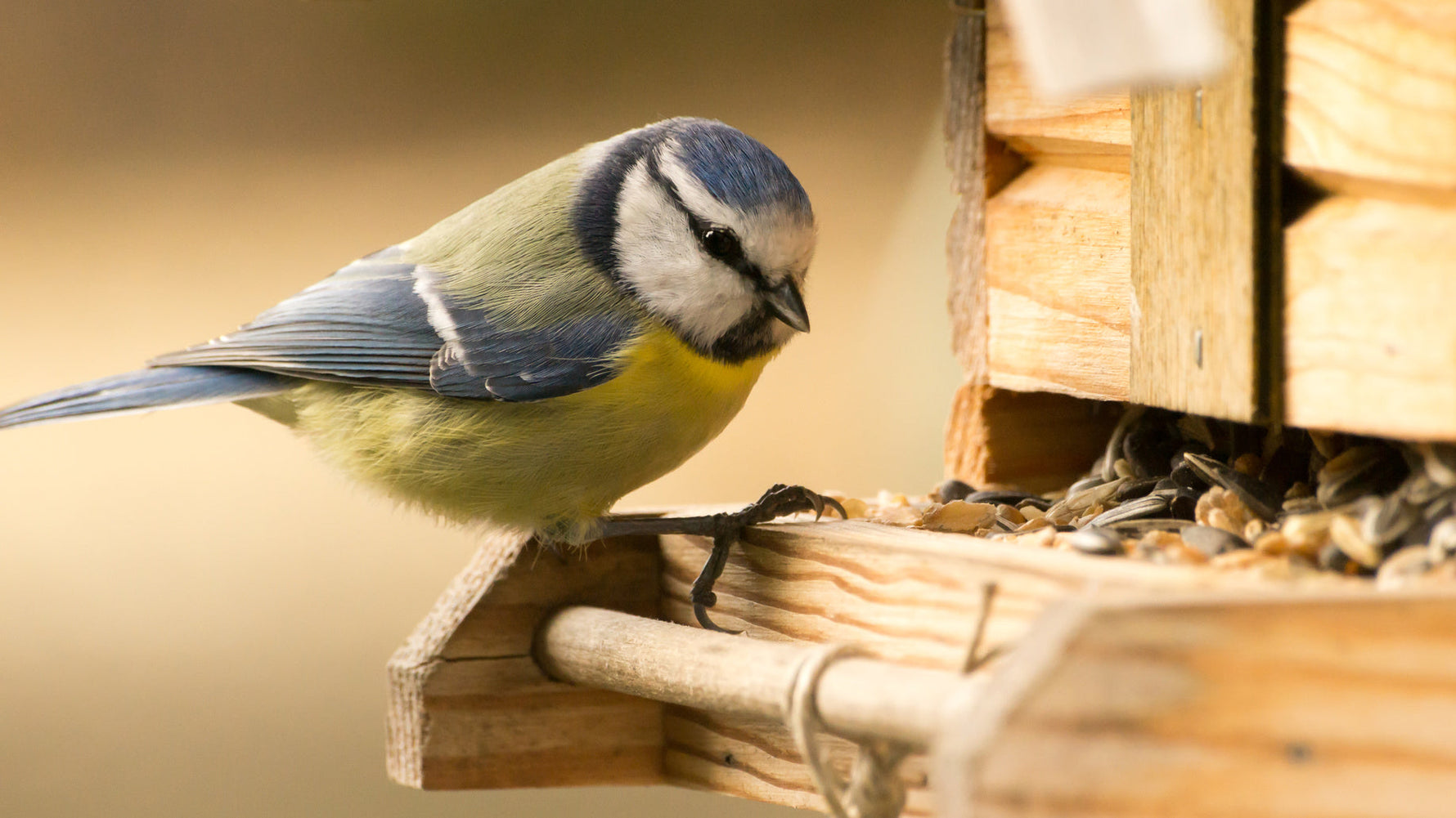 DIY-Anleitung: Vogelfutter-Glocken selber machen – plastikfrei & biologisch