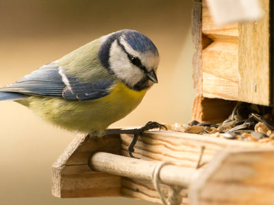 DIY-Anleitung: Vogelfutter-Glocken selber machen – plastikfrei & biologisch