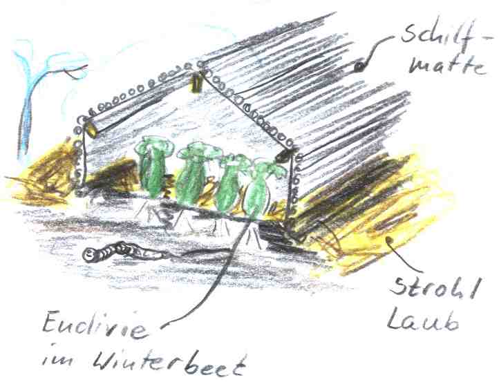 Winterlager für Wurzelgemüse und Winterendivien