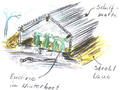 Winterlager für Wurzelgemüse und Winterendivien