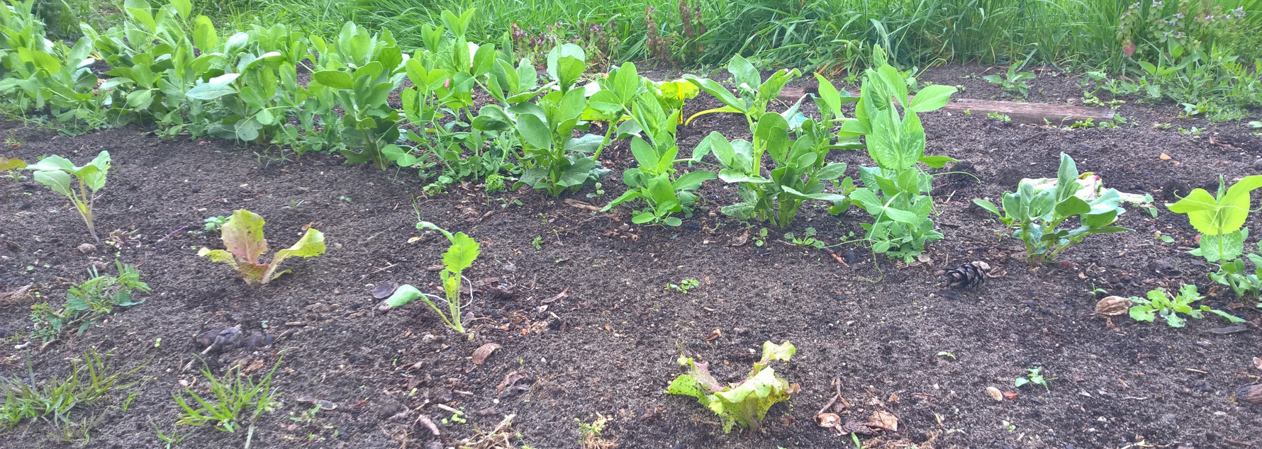 Gemüsebeet mit Salatsetzlingen