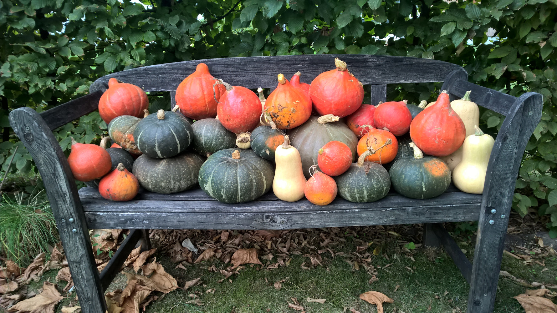 Aussaat- und Pflanztipps für Oktober - Blog Beitrag