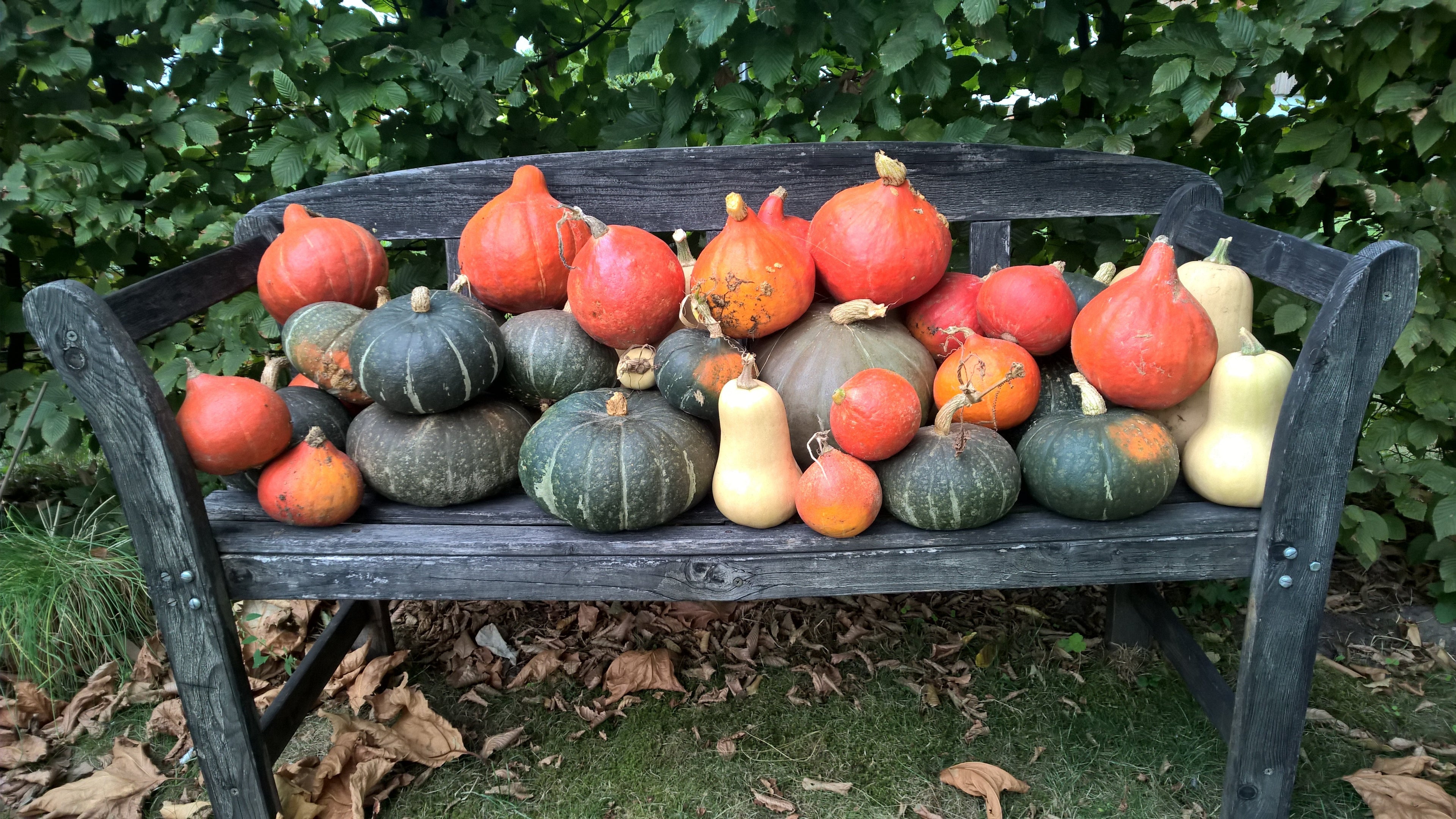 Reiche Kürbisernte