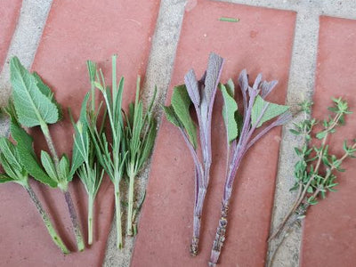 Kräuter durch Stecklinge vermehren