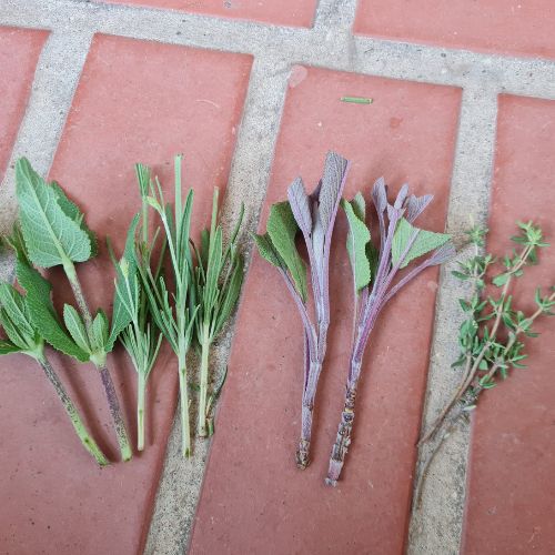 Kräuter durch Stecklinge vermehren - Blog Beitrag