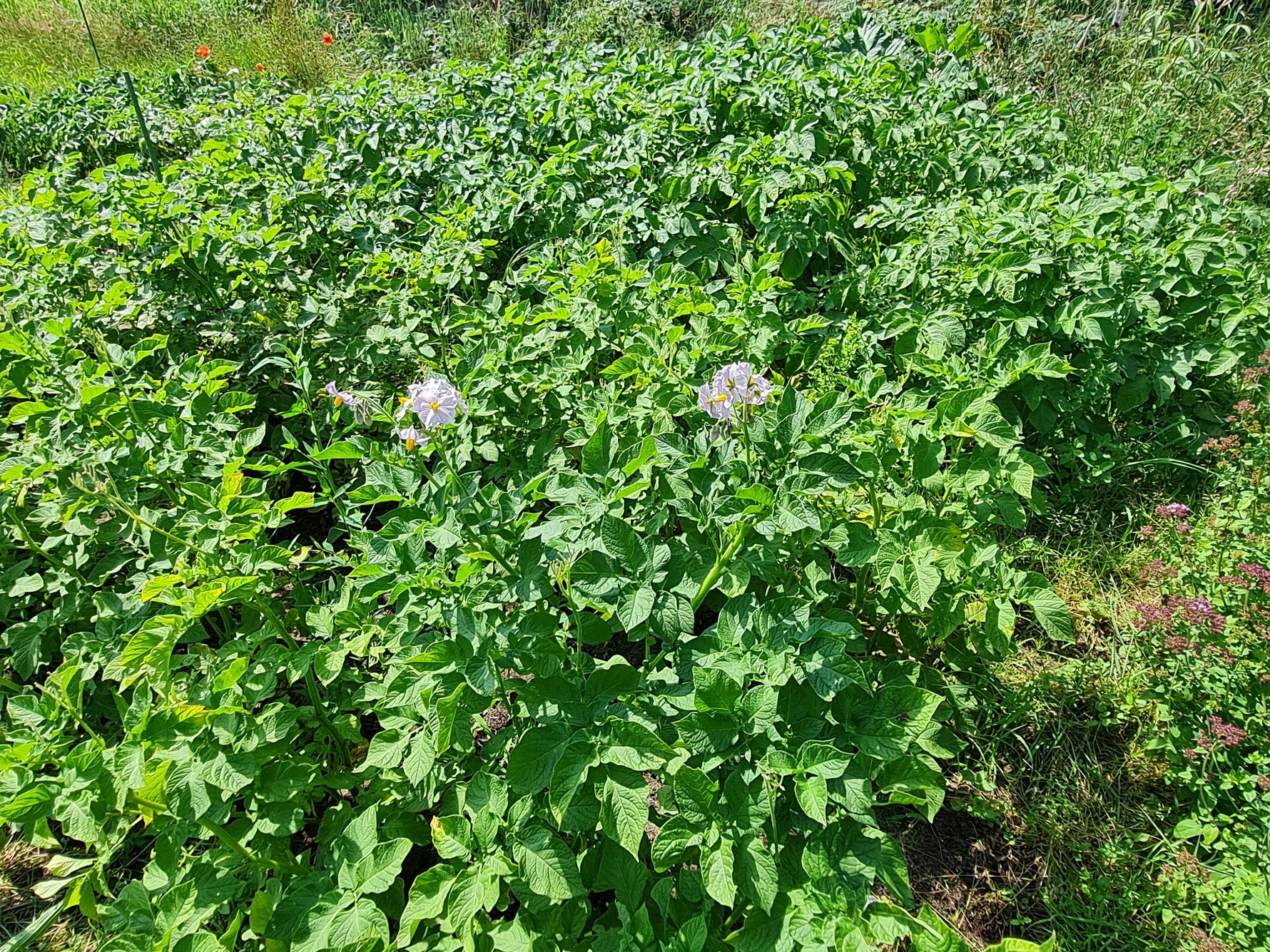 Frühkartoffeln nicht zu früh ernten - Blog Beitrag