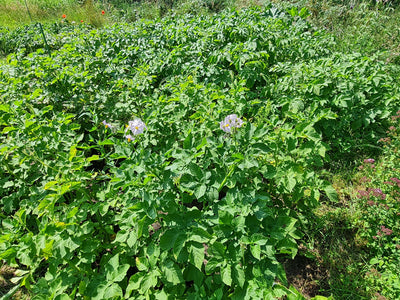 Frühkartoffeln nicht zu früh ernten
