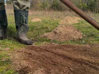 Maulwurfshügel auf dem Rasen