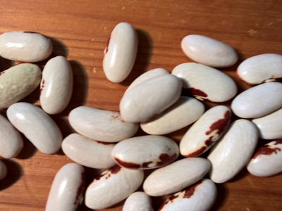 Haltbarkeit von Saatgut