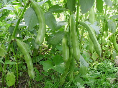 Aussaat von Dicken Bohnen und Erbsen in Mischkultur