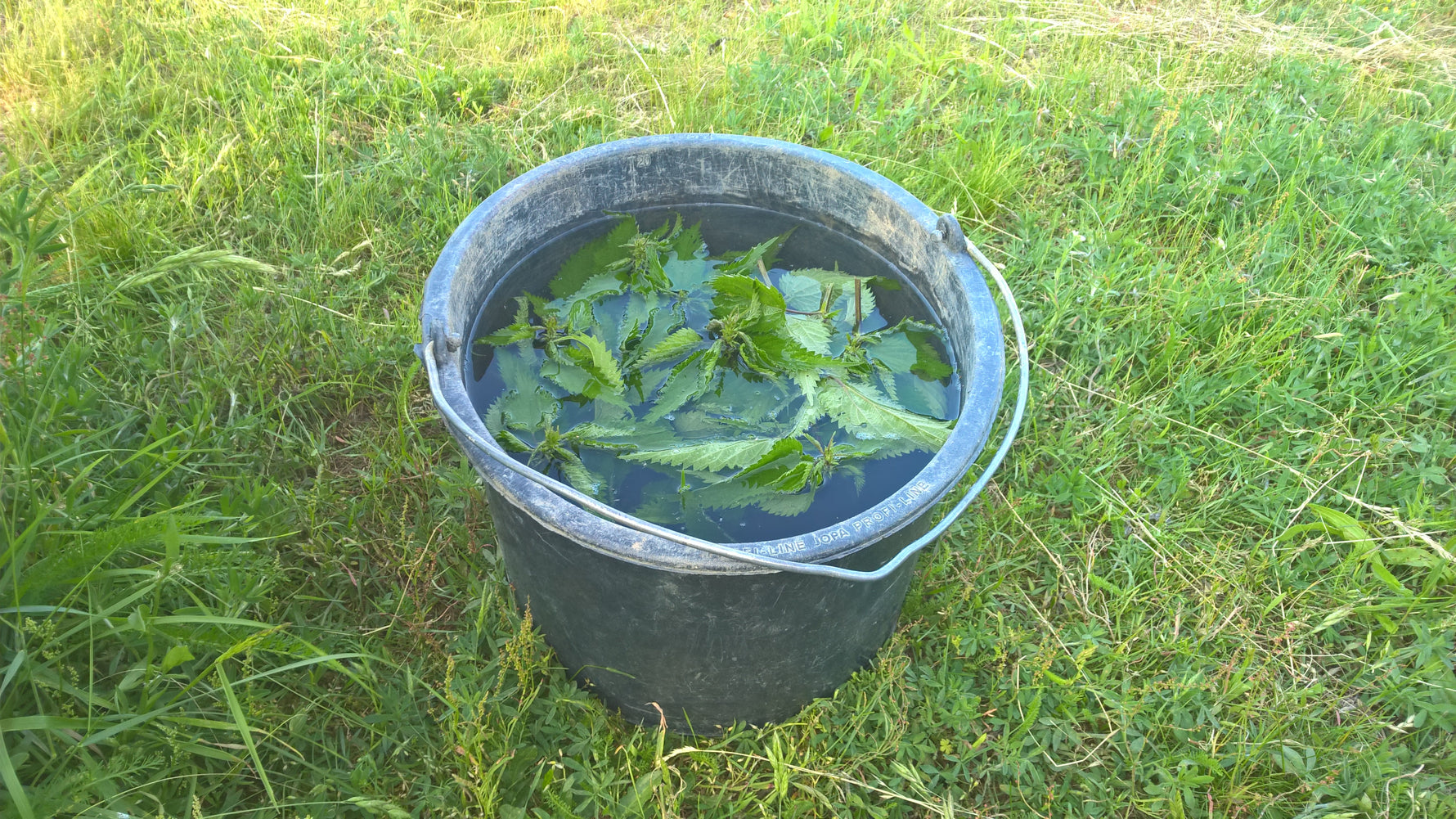 Brennnesselauszug gegen Blattläuse - Blog Beitrag