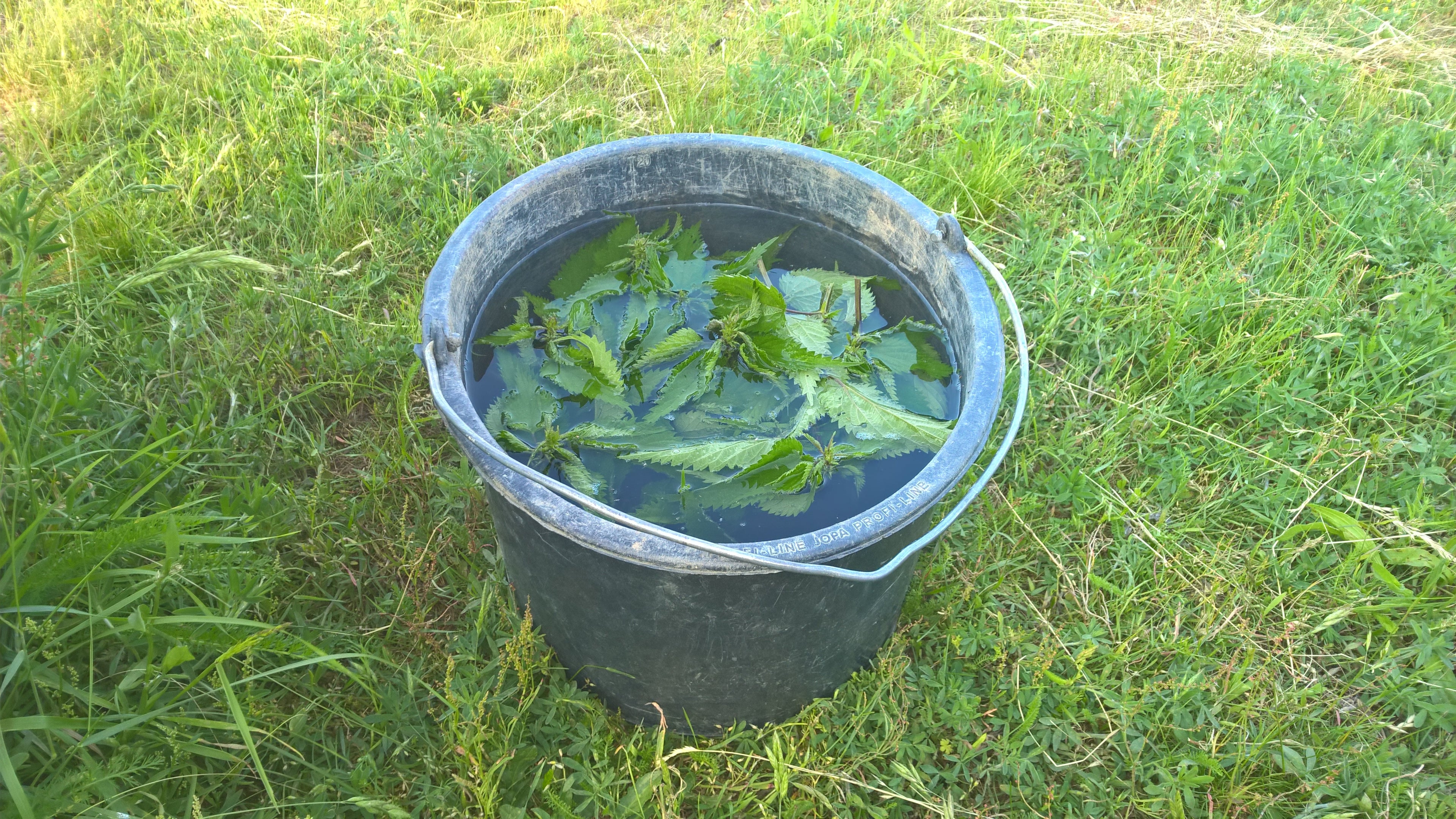 Brennnesselauszug gegen Blattläuse - Blog Beitrag