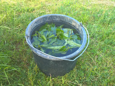 Brennnesselauszug gegen Blattläuse