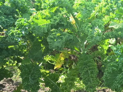 Grünkohl ein leckeres Wintergemüse
