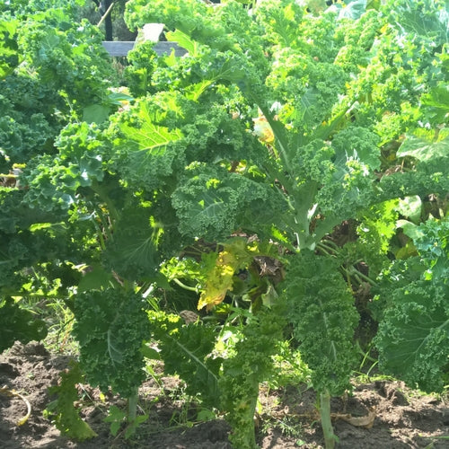 Grünkohlpflanze im Beet