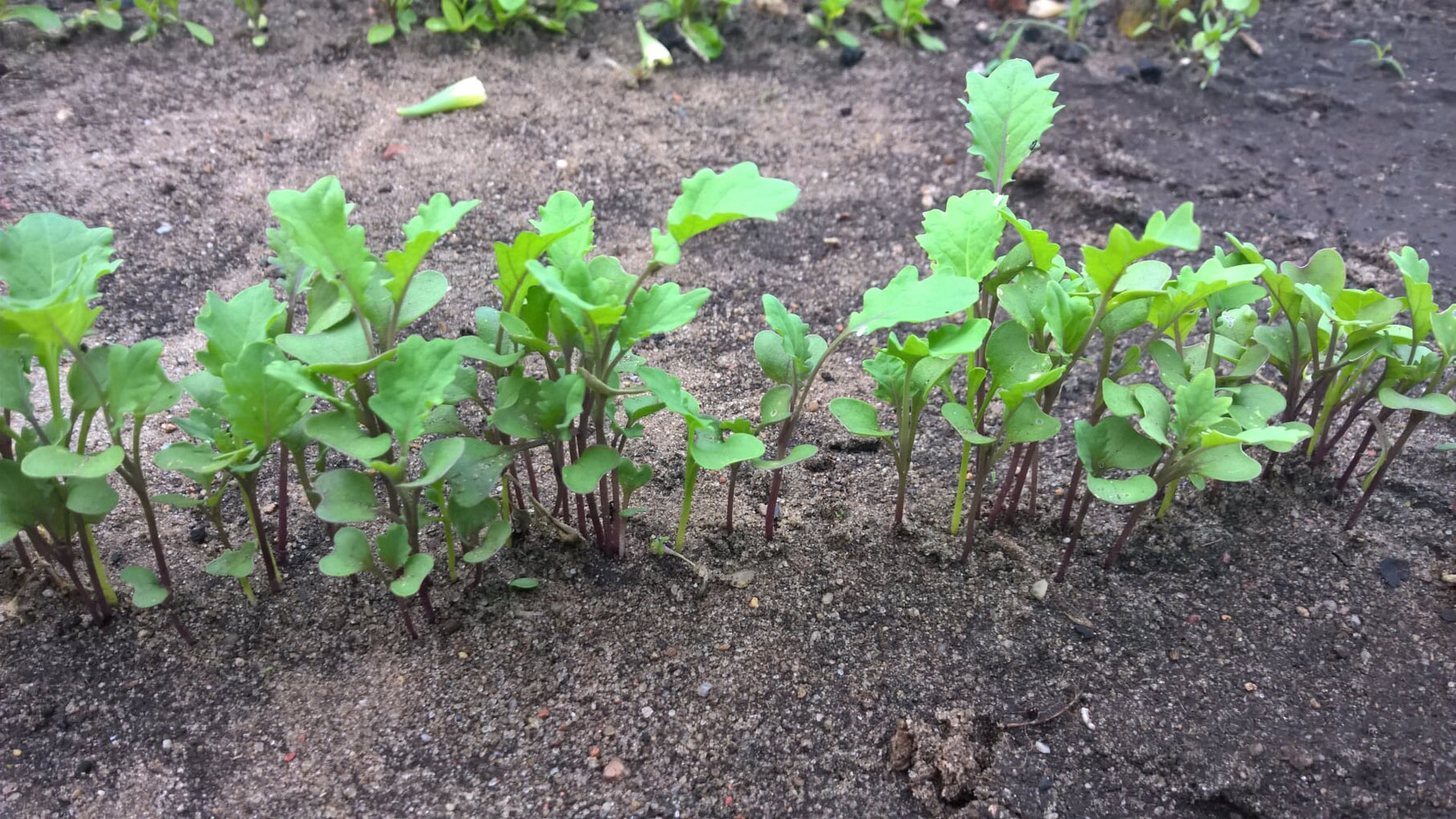Sommeraussaaten für eine reiche Ernte im Herbst - Blog Beitrag