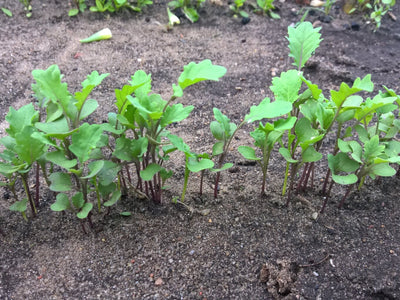 Jetzt an den Herbst denken: Gemüse aussäen für die zweite Gartensaison