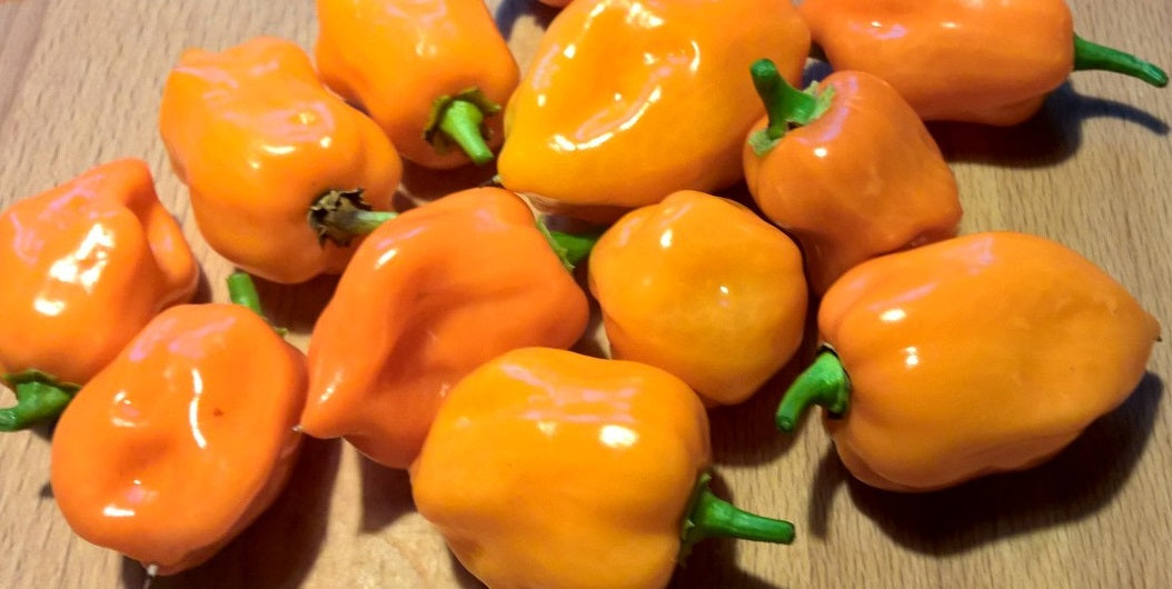 Chiliaussaat - Blog Beitrag