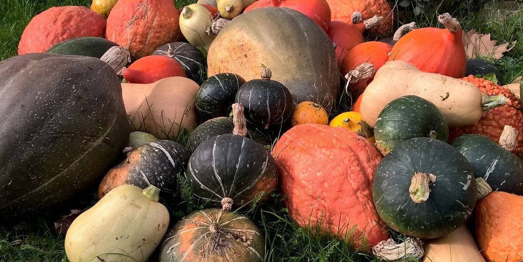 Was ist vor der Winterpause im Garten noch zu tun?